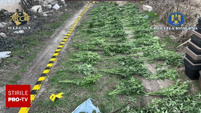 Rețeaua clandestină de droguri destrămata după descoperirea unei plantații de cannabis O operațiune demarată de poliție a dus la sfârșitul săptămânii trecute la descoperirea unei plantații ilegale de cannabis, care figurează în anchetă ca fiind parte a unui plan bine pus la punct de un bărbat din județ