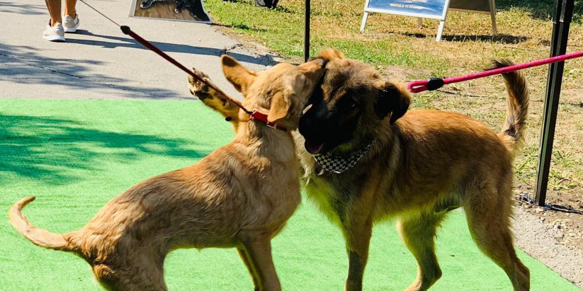 Târg de adopții ASPA pe 28 martie, într-un petshop din Sector 3