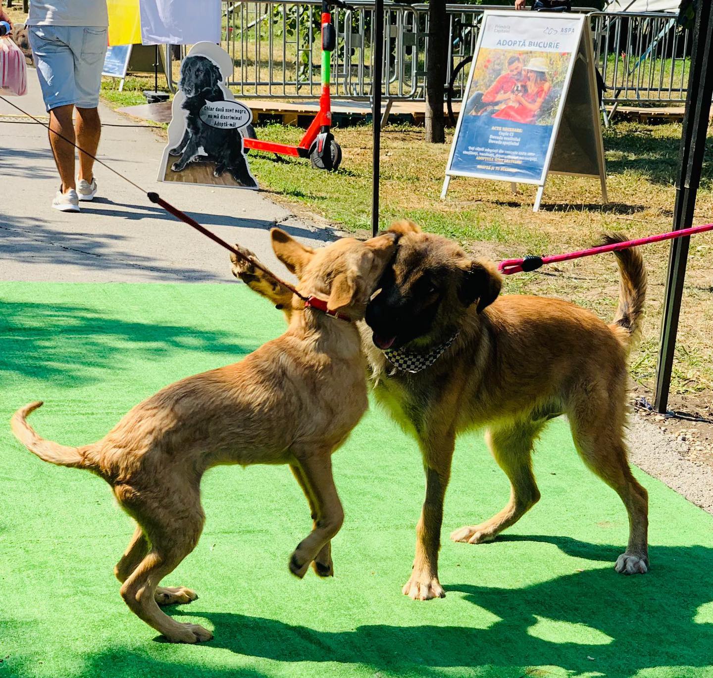 Târg de adopții ASPA pe 28 martie, într-un petshop din Sector 3