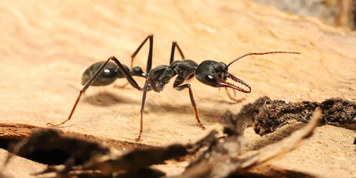 Furnicile nocturne, micile exploratoare ale lumii subterane, au reușit întotdeauna să-și croiască drumul chiar și în întuneric, însă modul în care își păstrează direcția pe cer rămâne un mister până de curând