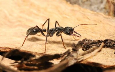 Furnicile nocturne, micile exploratoare ale lumii subterane, au reușit întotdeauna să-și croiască drumul chiar și în întuneric, însă modul în care își păstrează direcția pe cer rămâne un mister până de curând