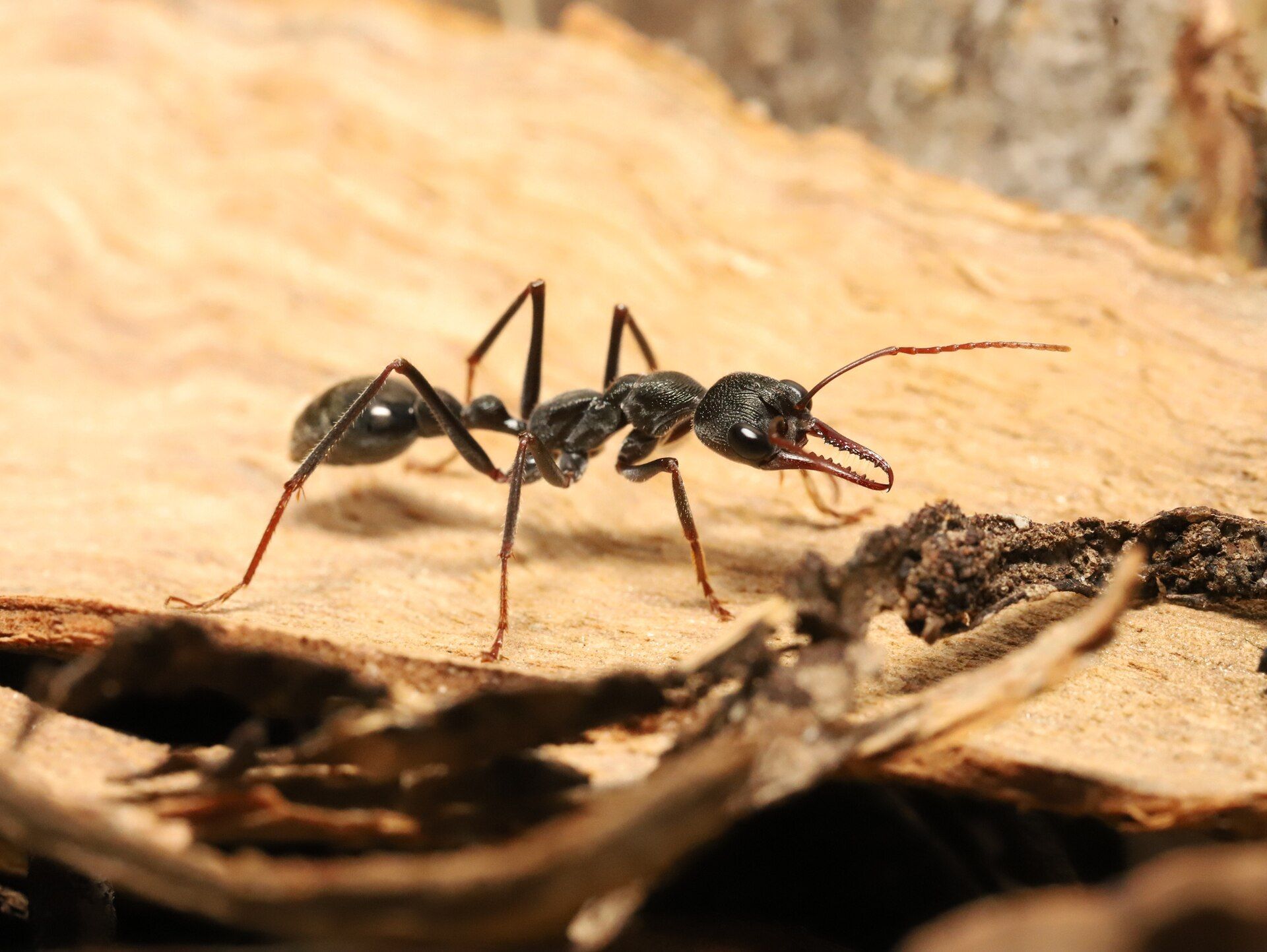 Furnicile nocturne, micile exploratoare ale lumii subterane, au reușit întotdeauna să-și croiască drumul chiar și în întuneric, însă modul în care își păstrează direcția pe cer rămâne un mister până de curând