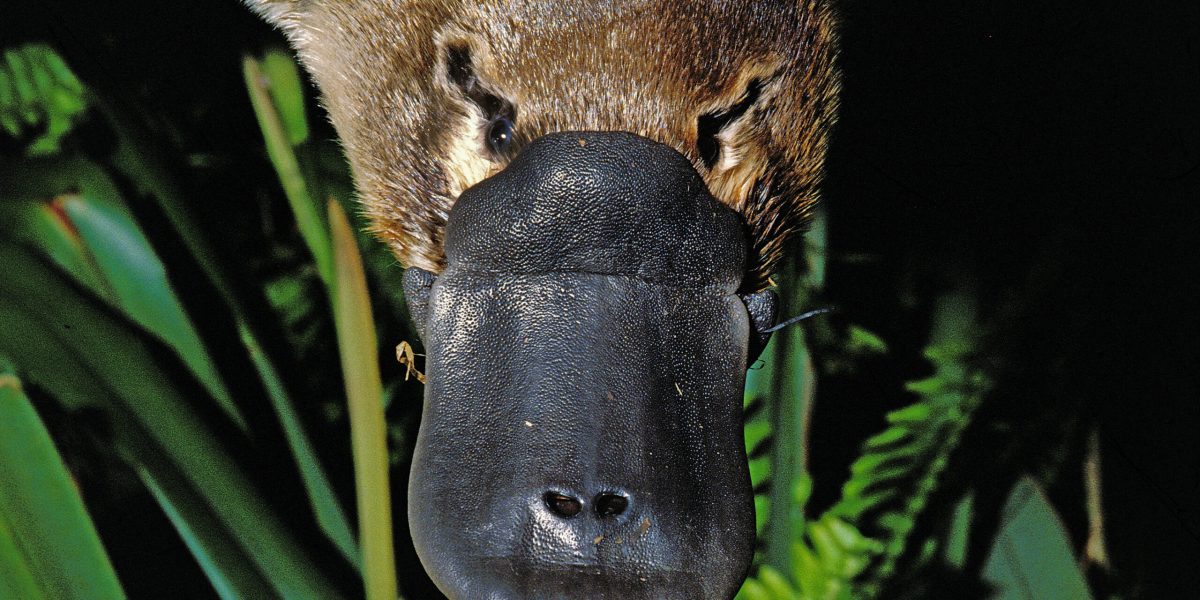 O nouă anomalie găsită la ornitorinc, animal enigmatic