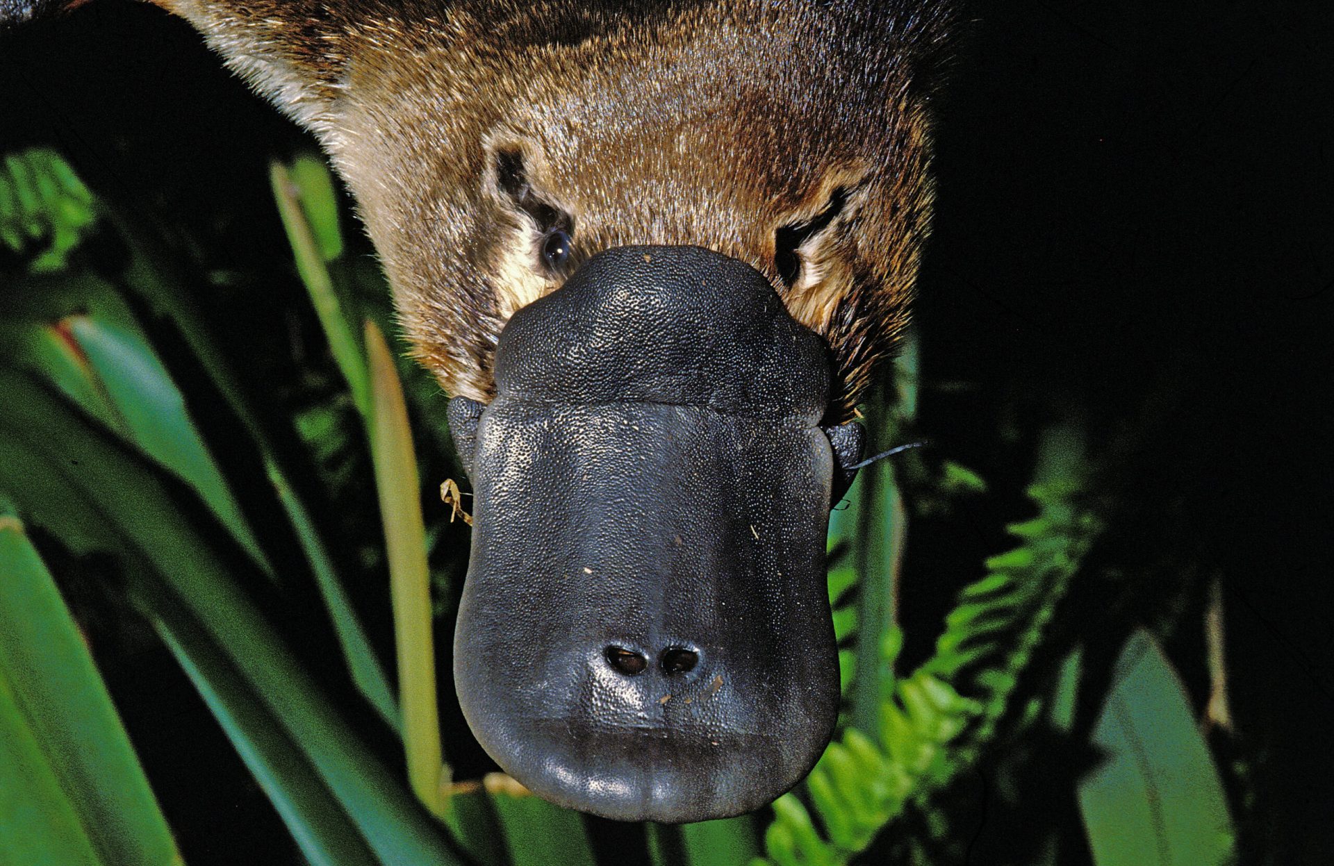 O nouă anomalie găsită la ornitorinc, animal enigmatic