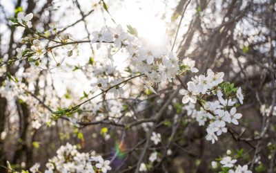 Ce se întâmplă în creier dacă ziua crește cu 20 de minute