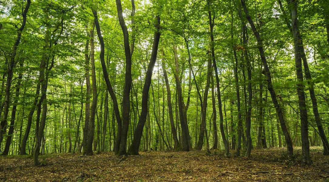 Defrișări ilegale în pădurea Hoia-Baciu: controverse și amenințări pentru o zonă de interes național O situație alarmantă referitoare la defrișările din pădurea Hoia-Baciu, una dintre cele mai faimoase și misterioase păduri din România, a ieșit recent la iveală