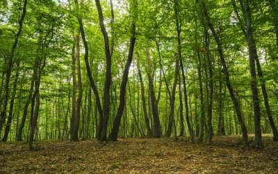 Defrișări ilegale în pădurea Hoia-Baciu: controverse și amenințări pentru o zonă de interes național O situație alarmantă referitoare la defrișările din pădurea Hoia-Baciu, una dintre cele mai faimoase și misterioase păduri din România, a ieșit recent la iveală