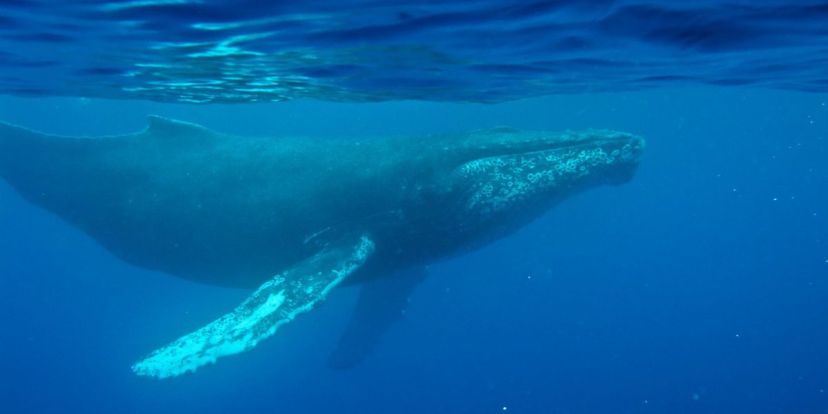 Cea mai veche înregistrare a cântecului unei balene, descoperită pe disc din 1949