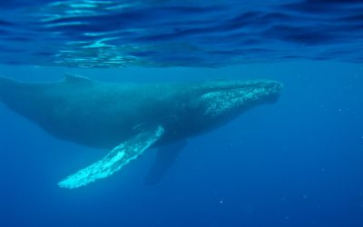 Cea mai veche înregistrare a cântecului unei balene, descoperită pe disc din 1949
