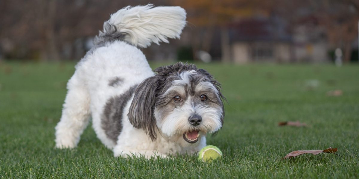 Ce semnale transmite câinele când evită privirea omului: limbajul animalelor explicat