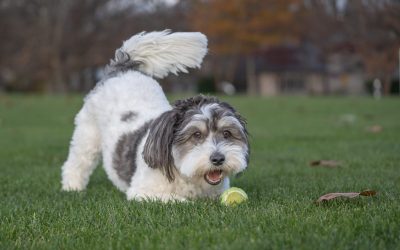 Ce semnale transmite câinele când evită privirea omului: limbajul animalelor explicat