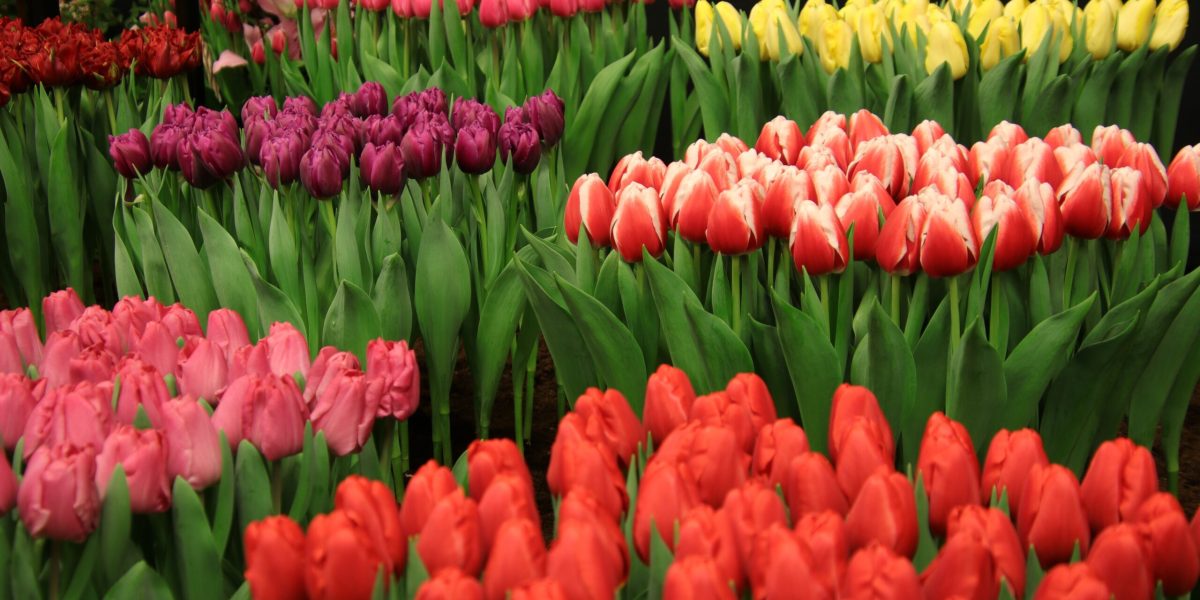 Consiliul Local al Sectorului 1 a aprobat luna aceasta organizarea unui eveniment inedit dedicat sărbătorilor de Florii, însă controverse au apărut încă dinainte de aprobarea oficială și promovarea oficială a evenimentului