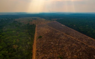 Brazilia își intensifică eforturile de conservare a pădurilor tropicale, anunțând lansarea unui nou plan național destinat reducerii defrișărilor