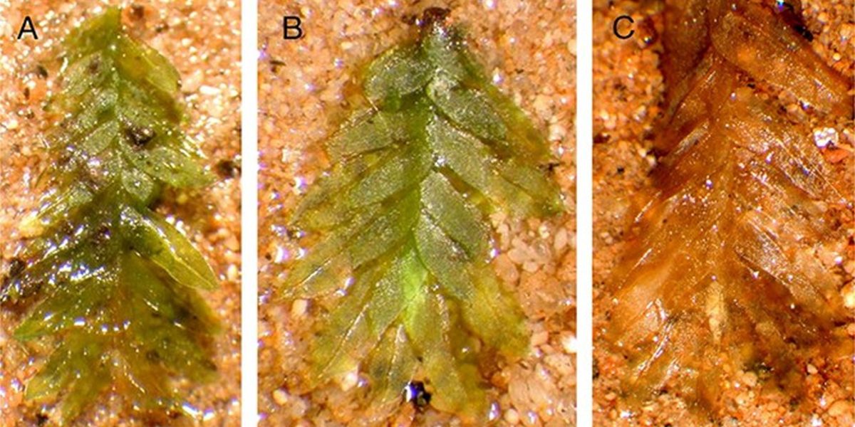 Mușchiul, un detaliu microscopic dar de mare importanță, a devenit recent agentul esențial în elucidarea unui mister de proporții din lumea criminalisticii
