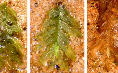 Mușchiul, un detaliu microscopic dar de mare importanță, a devenit recent agentul esențial în elucidarea unui mister de proporții din lumea criminalisticii