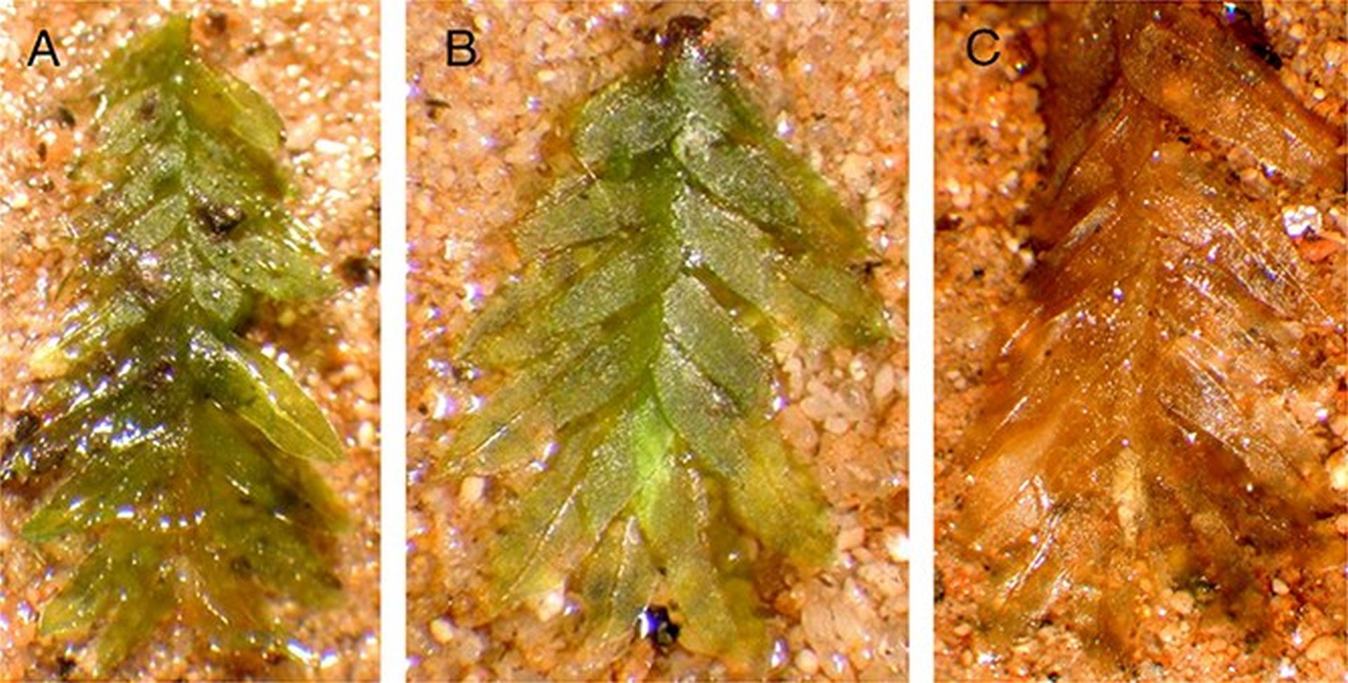Mușchiul, un detaliu microscopic dar de mare importanță, a devenit recent agentul esențial în elucidarea unui mister de proporții din lumea criminalisticii