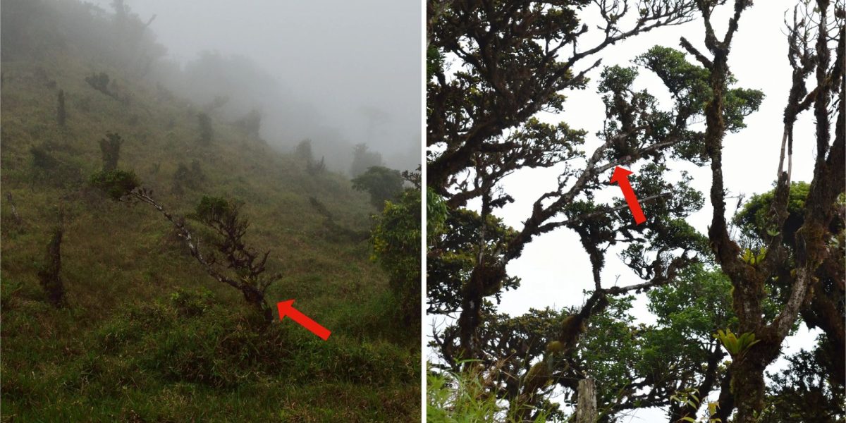 O nouă specie de copac, descoperită în Panama după mai bine de două decenii, se află deja în pericol de dispariție, provocând îngrijorare în rândul cercetătorilor și specialiștilor în conservare