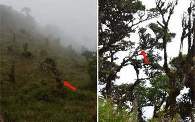 O nouă specie de copac, descoperită în Panama după mai bine de două decenii, se află deja în pericol de dispariție, provocând îngrijorare în rândul cercetătorilor și specialiștilor în conservare