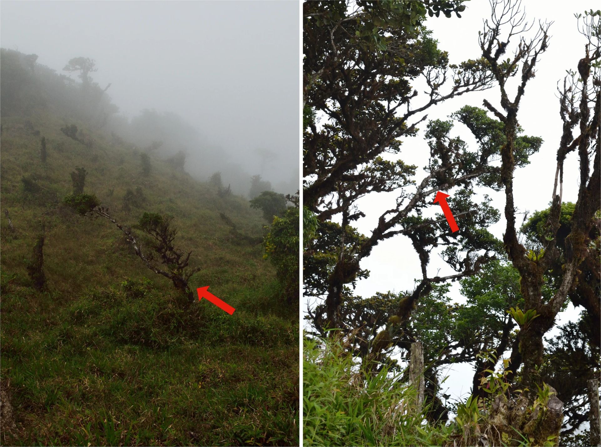 O nouă specie de copac, descoperită în Panama după mai bine de două decenii, se află deja în pericol de dispariție, provocând îngrijorare în rândul cercetătorilor și specialiștilor în conservare