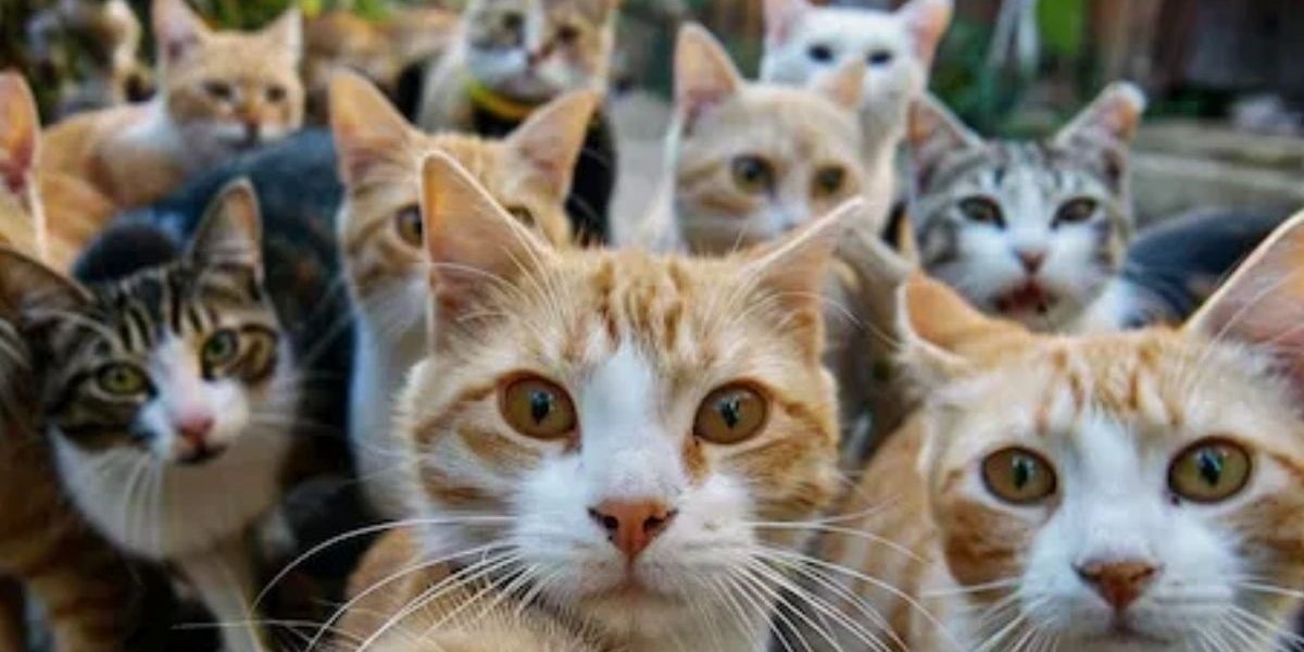 Plebiscitul pentru interzicerea completă a pisicilor în Australia: o măsură radicală pentru salvarea faunei nativă Australia se află din nou în centrul unui dezbatere aprinsă asupra conservării speciilor locale, după ce un zoolog australian a lansat un apel urgent către autorități: interzicerea totală a tuturor pisicilor, atât domestice, cât și sălbatice, pentru a opri declinul faunei indigene și a preveni extincția unor specii unice