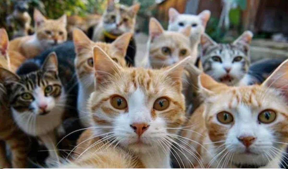 Plebiscitul pentru interzicerea completă a pisicilor în Australia: o măsură radicală pentru salvarea faunei nativă Australia se află din nou în centrul unui dezbatere aprinsă asupra conservării speciilor locale, după ce un zoolog australian a lansat un apel urgent către autorități: interzicerea totală a tuturor pisicilor, atât domestice, cât și sălbatice, pentru a opri declinul faunei indigene și a preveni extincția unor specii unice