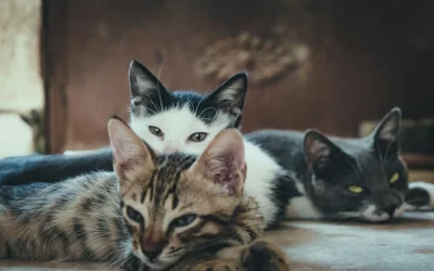 Peste 200 de feline din întreaga lume vor defila în fața juriului și a publicului în acest weekend la Palatul Național al Culturii din București, acolo unde are loc prima mare expoziție internațională de pisici a anului în sud-estul Europei