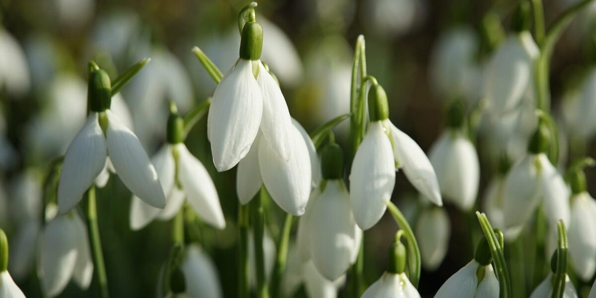 Primăvara se anunță cu valuri de încălzire și un deficit în precipitații, conform ultimelor estimări meteorologice pentru luna martie