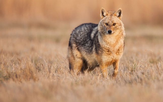 Locuitorii din Arad, speriați de șacali și zgomote nocturne