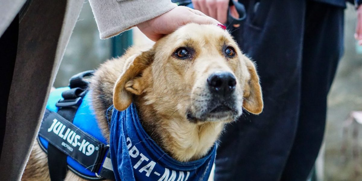 Bucureștenii iubitori de animale au parte, în acest weekend, de o oportunitate foarte specială de a-și găsi un nou companion patruped
