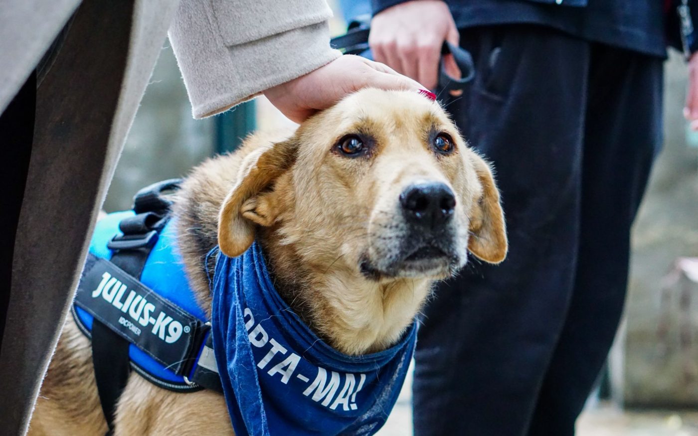 Bucureștenii iubitori de animale au parte, în acest weekend, de o oportunitate foarte specială de a-și găsi un nou companion patruped