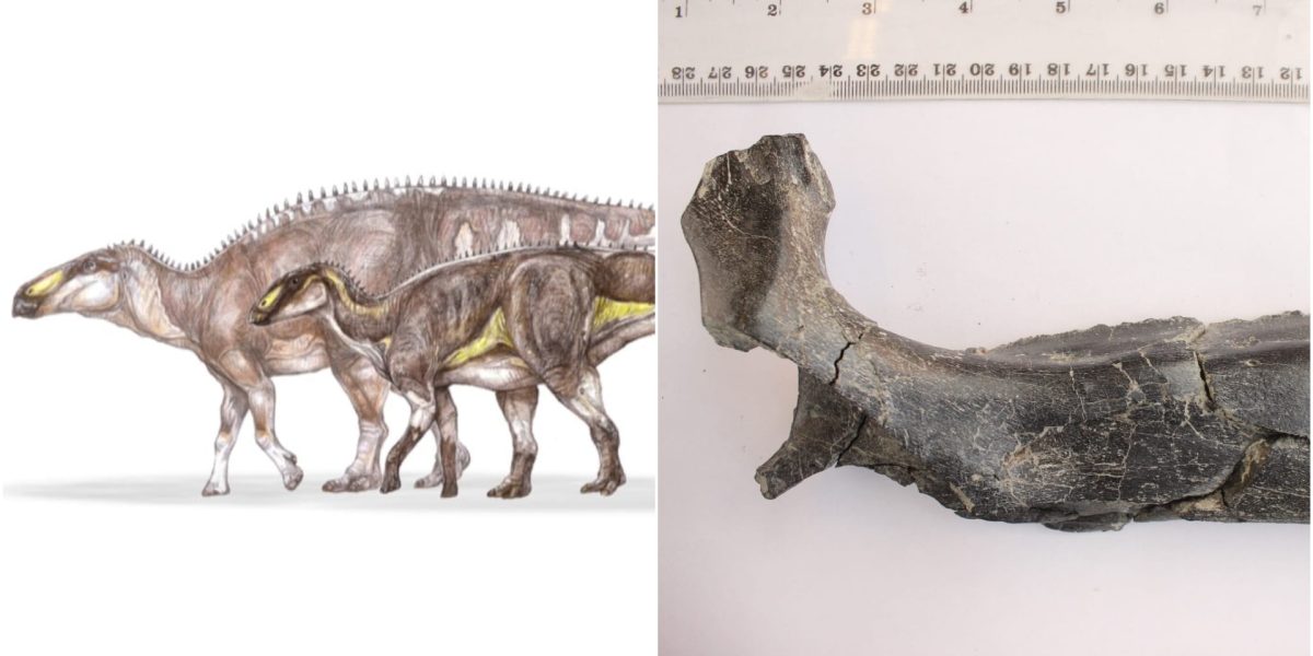 O specie nouă de dinozaur descoperită în Geoparcul Țara Hațegului (AUDIO)