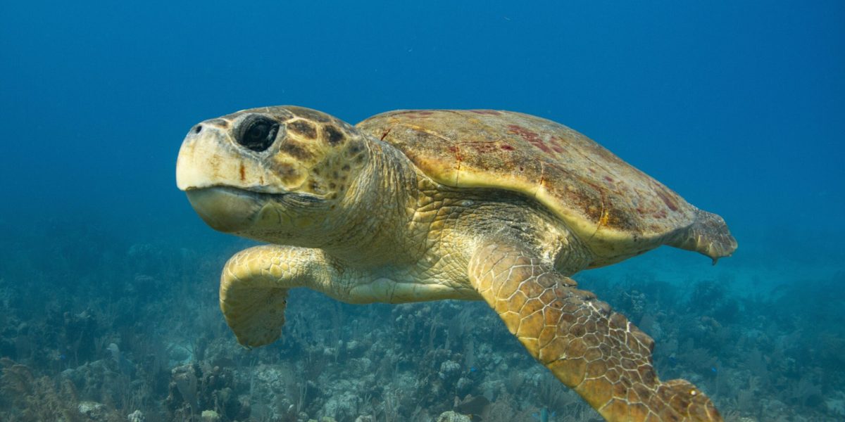 O țestoasă marină din specia boba, cunoscută sub numele de Diana, a trecut printr-o aventură remarcabilă — a străbătut peste 6.000 de kilometri în Oceanul Atlantic pentru a ajunge în apele calde ale Arhipelagului Caraibe