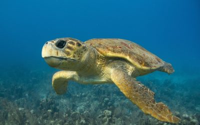 O țestoasă marină din specia boba, cunoscută sub numele de Diana, a trecut printr-o aventură remarcabilă — a străbătut peste 6.000 de kilometri în Oceanul Atlantic pentru a ajunge în apele calde ale Arhipelagului Caraibe