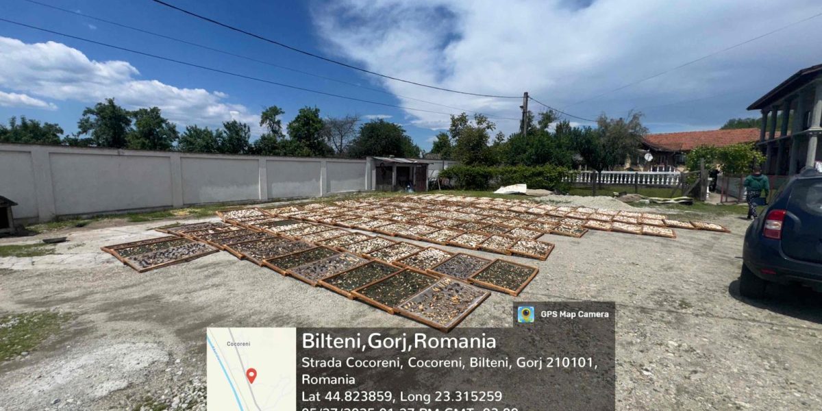 Guvernul continuă lupta contra ilegalităților în domeniul recoltării și comercializării trufelor Autoritățile române, coordonate de Garda Națională de Mediu, împreună cu Agenția Națională de Administrare Fiscală (ANAF) și Inspectoratul General al Poliției Române, au desfășurat anul trecut o acțiune de amploare vizată combaterea ilegalităților în domeniul recoltării și comercializării trufelor și a fructelor de pădure