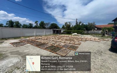 Guvernul continuă lupta contra ilegalităților în domeniul recoltării și comercializării trufelor Autoritățile române, coordonate de Garda Națională de Mediu, împreună cu Agenția Națională de Administrare Fiscală (ANAF) și Inspectoratul General al Poliției Române, au desfășurat anul trecut o acțiune de amploare vizată combaterea ilegalităților în domeniul recoltării și comercializării trufelor și a fructelor de pădure