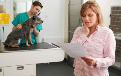 Criza ascunsă din relația dintre proprietarii de animale de companie și sistemul veterinar din SUA ridică semne de întrebare, dar problema devine și mai acută în câmpul vizibil al Europei