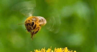 Vremea se încălzește puternic, chiar și 20 de grade joi