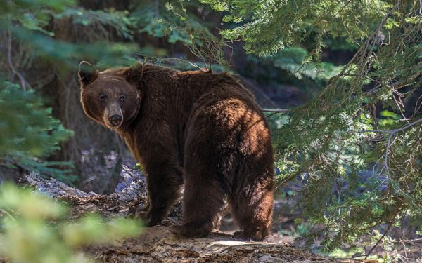 Urșii, vânați mai abitir din 2026: Legea merge la Nicușor Dan