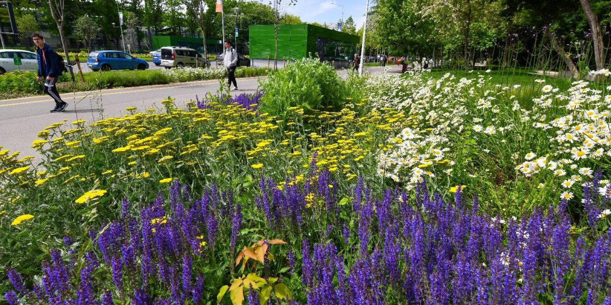 Primăria Sectorului 2 a lansat un program de sprijin pentru asociațiile de proprietari din zonă, vizând refacerea spațiilor verzi și modernizarea elementelor de infrastructură din jurul blocurilor