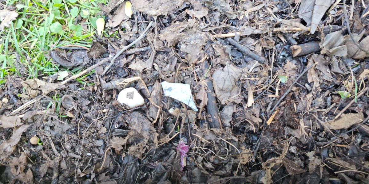 Compostul distribuit în Sectorul 3 conține deșeuri neburabile, cetățenii reclamă contaminare Primăria Sectorului 3 a început recent distribuirea de compost gratuit pentru grădinile blocurilor, însă locuitorii din zonă semnalează probleme serioase legate de calitatea acestuia