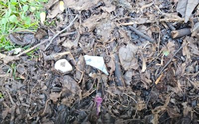 Compostul distribuit în Sectorul 3 conține deșeuri neburabile, cetățenii reclamă contaminare Primăria Sectorului 3 a început recent distribuirea de compost gratuit pentru grădinile blocurilor, însă locuitorii din zonă semnalează probleme serioase legate de calitatea acestuia