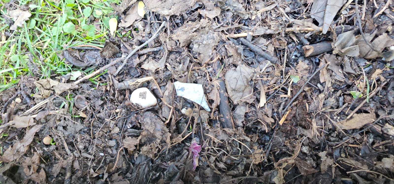 Compostul distribuit în Sectorul 3 conține deșeuri neburabile, cetățenii reclamă contaminare Primăria Sectorului 3 a început recent distribuirea de compost gratuit pentru grădinile blocurilor, însă locuitorii din zonă semnalează probleme serioase legate de calitatea acestuia