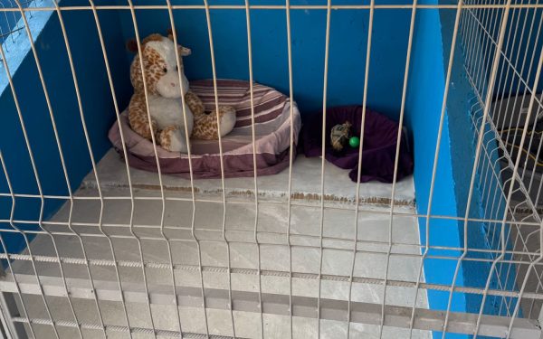 Centru public de adopții canină, inaugurat în Ilfov