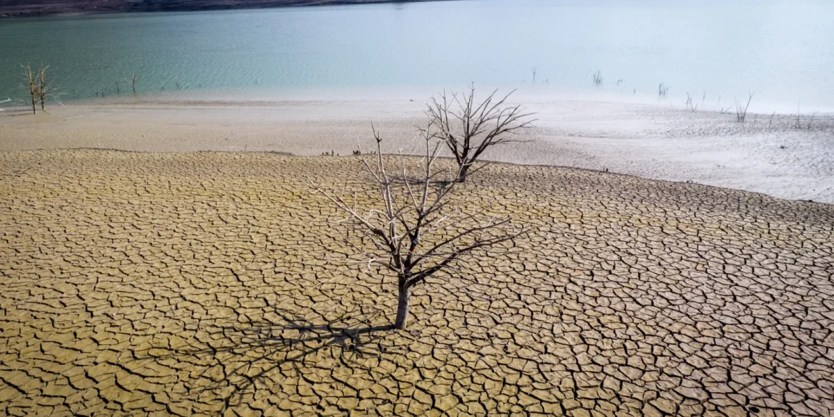 Smirna, o tradiție de la faraoni, pe cale de dispariție din cauza climei