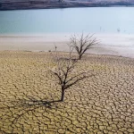 Smirna, o tradiție de la faraoni, pe cale de dispariție din cauza climei