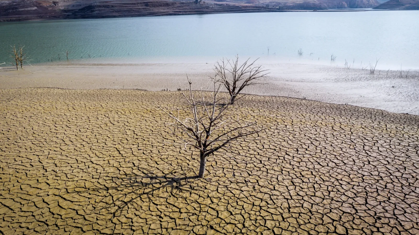 Smirna, o tradiție de la faraoni, pe cale de dispariție din cauza climei