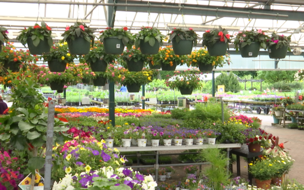 Grădinarii, alarmați: Gerul paște recoltele timpurii din România