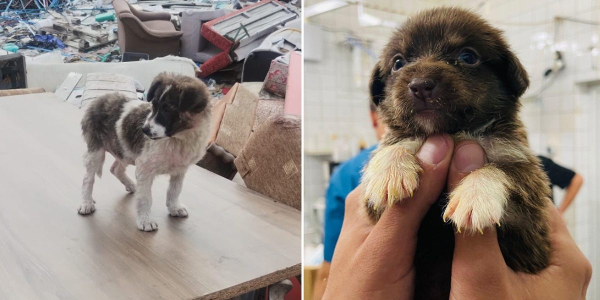 ASPA București a preluat peste 600 de câini abandonați în primele trei luni ale acestui an, conform ultimelor date oficiale