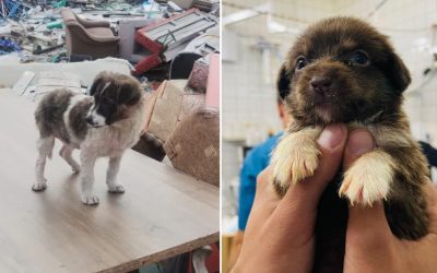 ASPA București a preluat peste 600 de câini abandonați în primele trei luni ale acestui an, conform ultimelor date oficiale