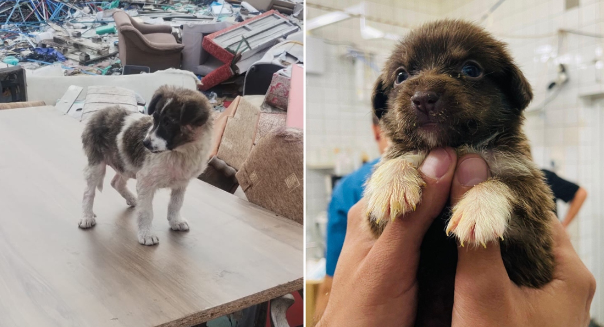 ASPA București a preluat peste 600 de câini abandonați în primele trei luni ale acestui an, conform ultimelor date oficiale